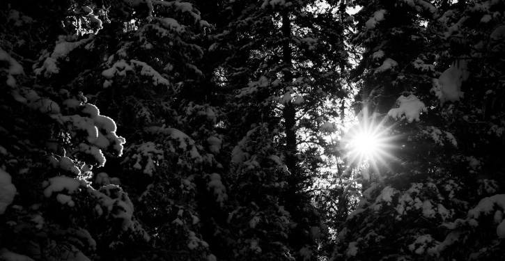 The sun shining through dense, snowy fir trees.