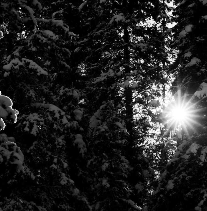 The sun shining through dense, snowy fir trees.
