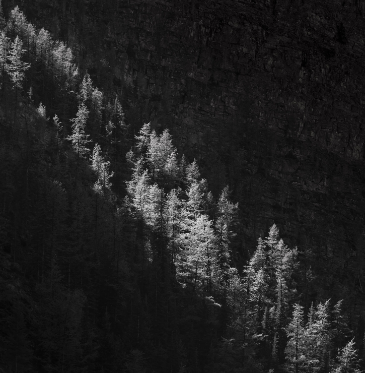 A diagonal strip of sunlight across a dark forest of fir trees