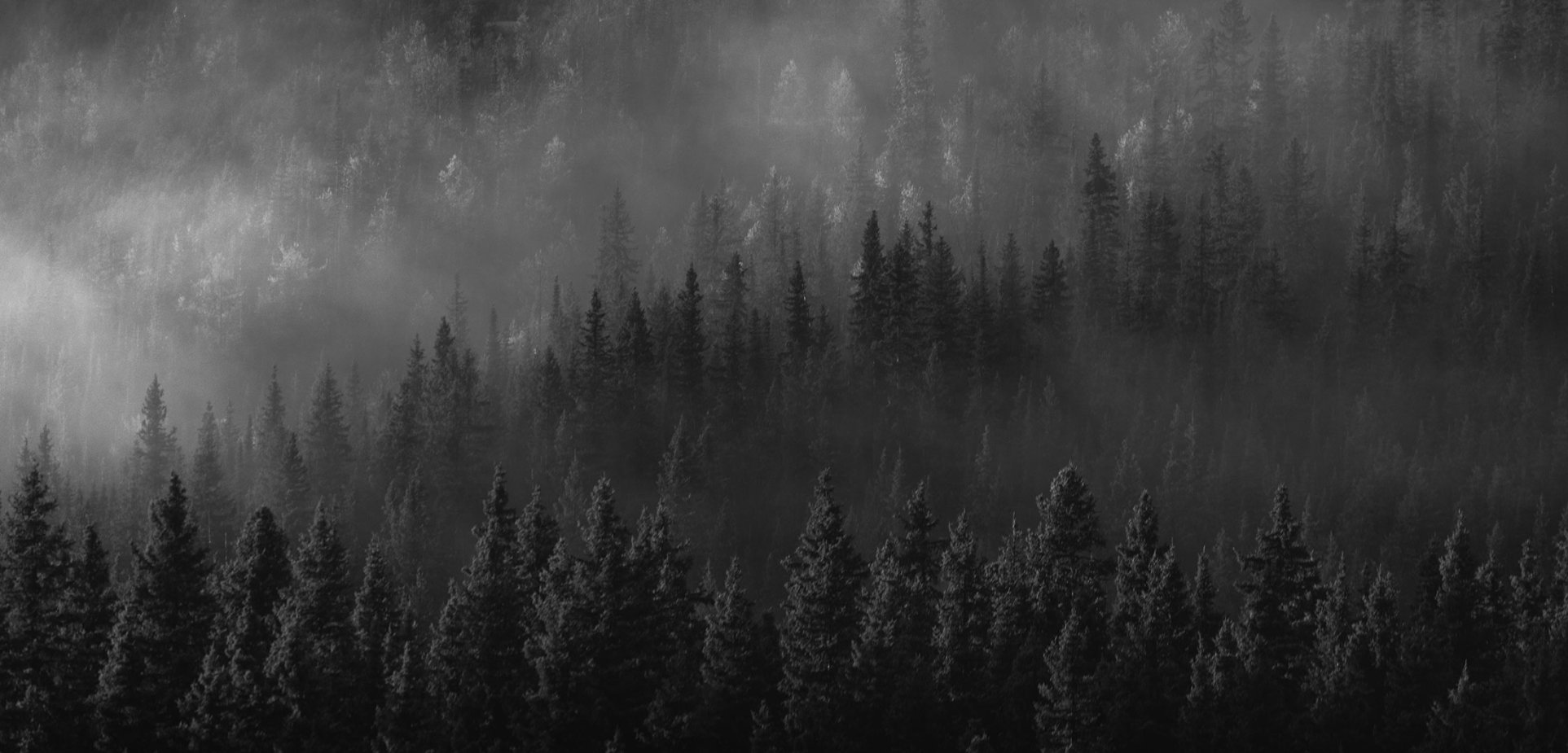 Trees in the mist