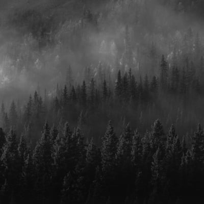 Trees in the mist