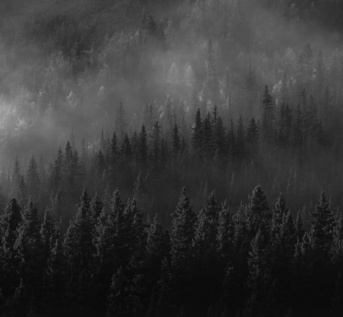 Trees in the mist