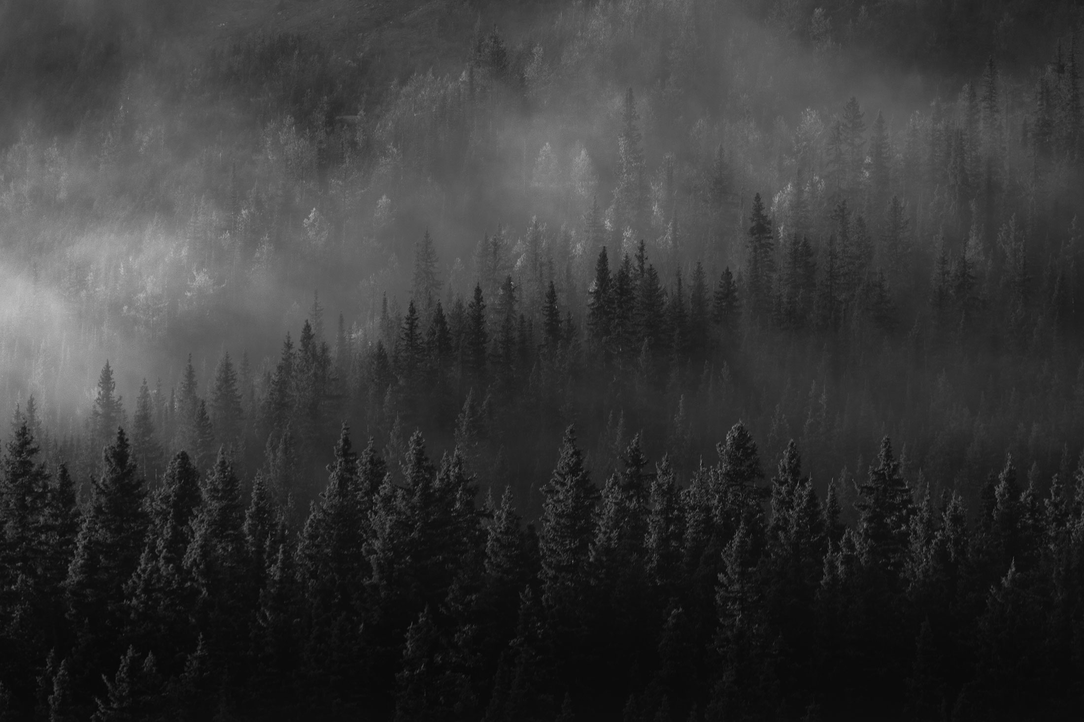 Trees in the mist